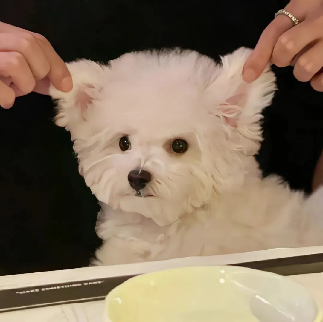 头像｜长期不换各种社交头像