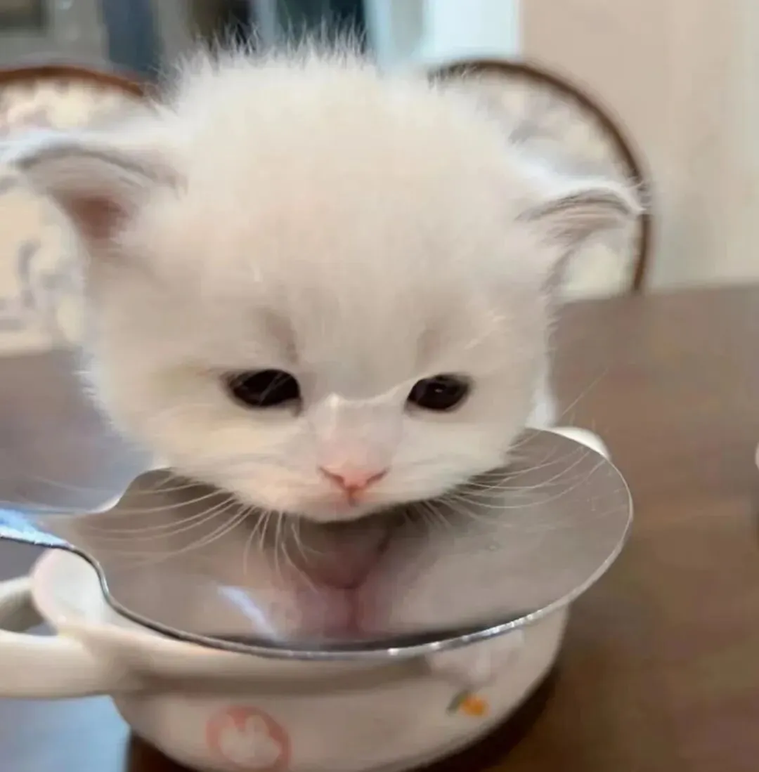 头像｜𝙒𝙚𝘾𝙝𝙖𝙩头像24张