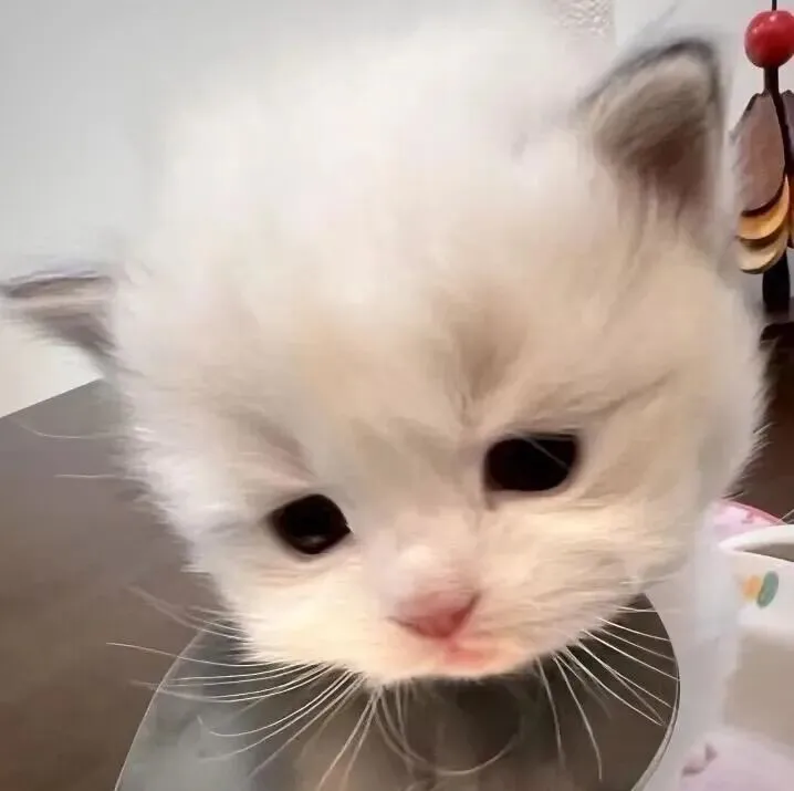 头像｜𝙒𝙚𝘾𝙝𝙖𝙩头像24张