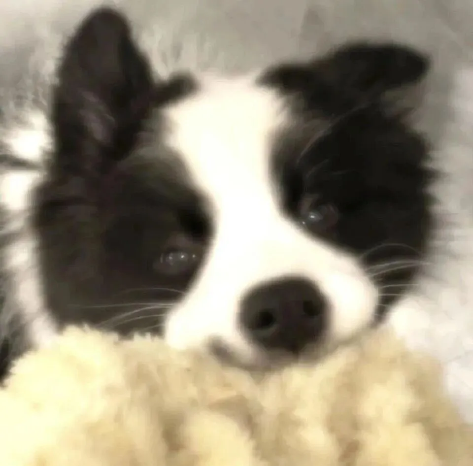 头像 | 低像素𝗪𝗲𝗖𝗵𝗮𝘁狗狗头像