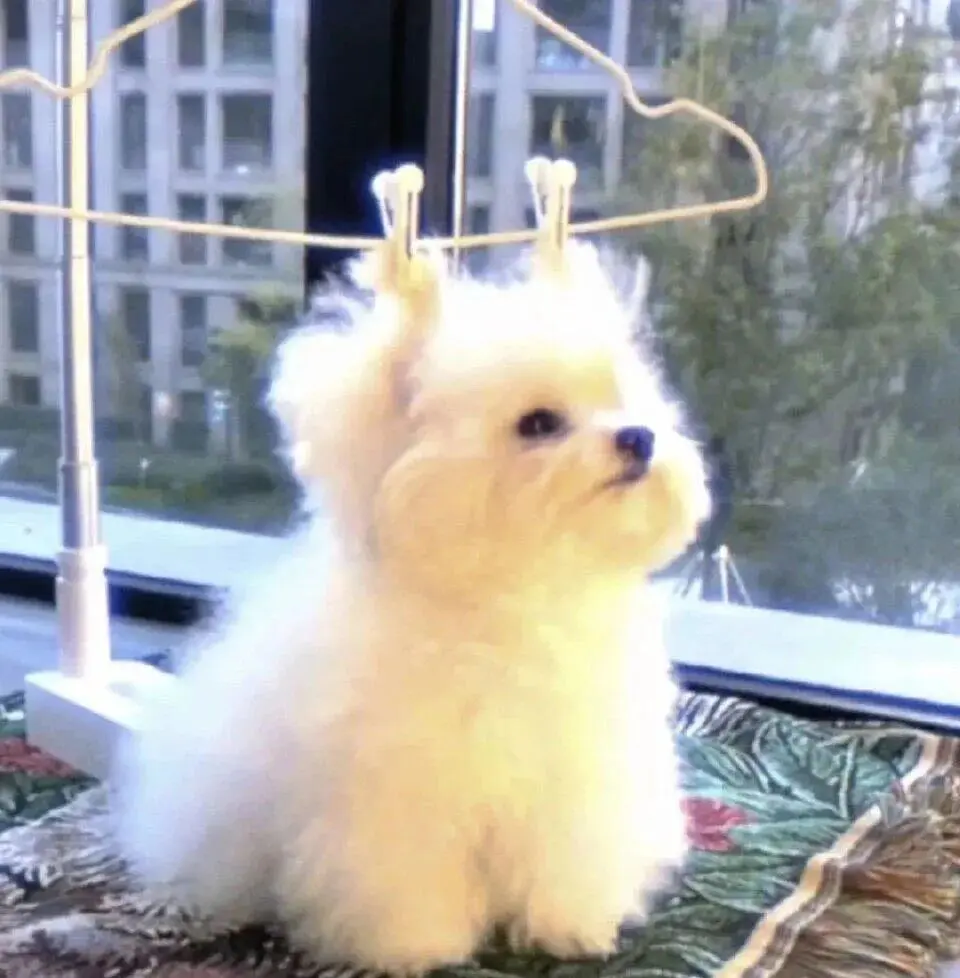 头像 | 低像素𝗪𝗲𝗖𝗵𝗮𝘁狗狗头像