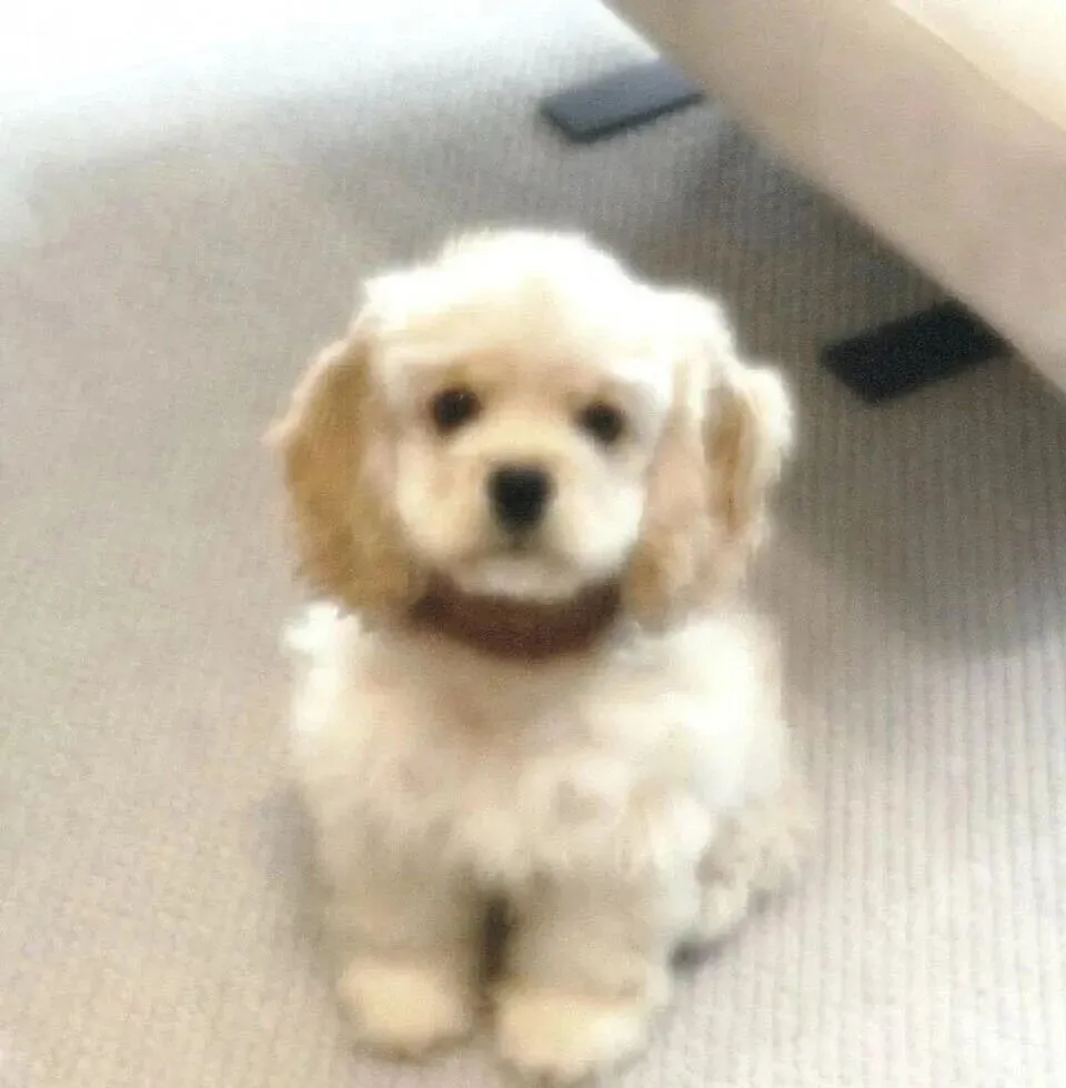 头像 | 低像素𝗪𝗲𝗖𝗵𝗮𝘁狗狗头像