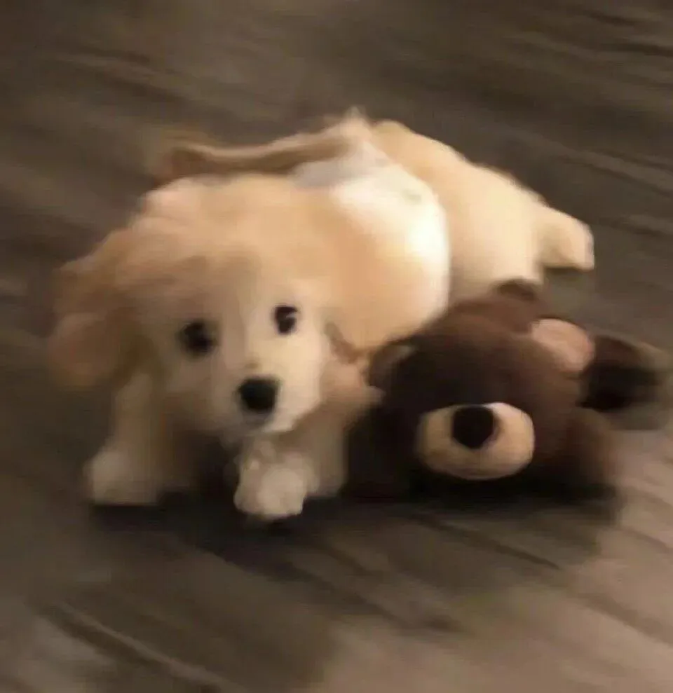 头像 | 低像素𝗪𝗲𝗖𝗵𝗮𝘁狗狗头像