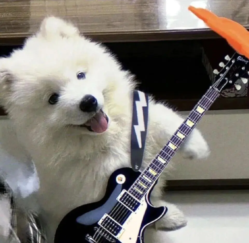 头像 | 低像素𝗪𝗲𝗖𝗵𝗮𝘁狗狗头像