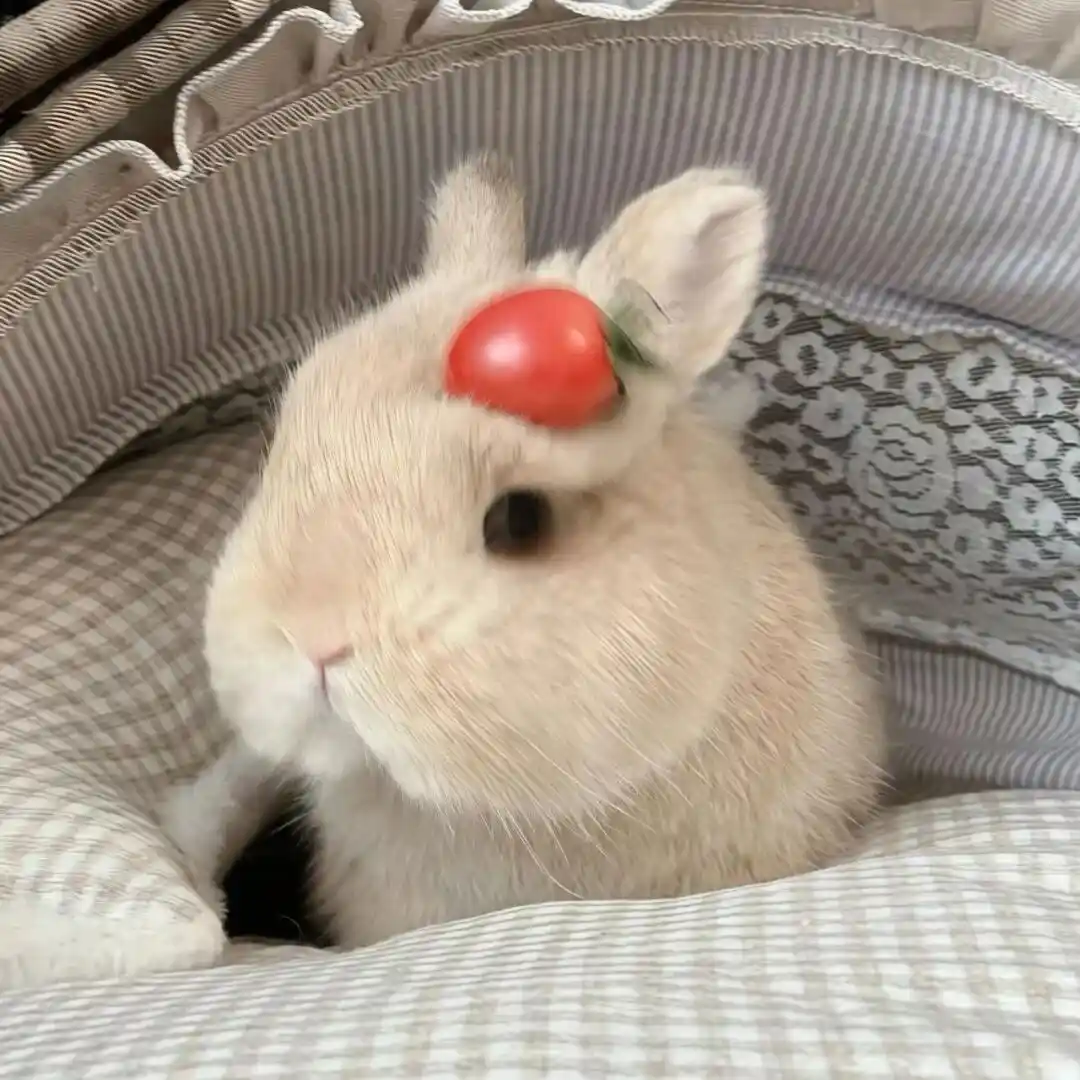 背景图 | 𝑾𝒆𝑪𝒉𝒂𝒕背景图