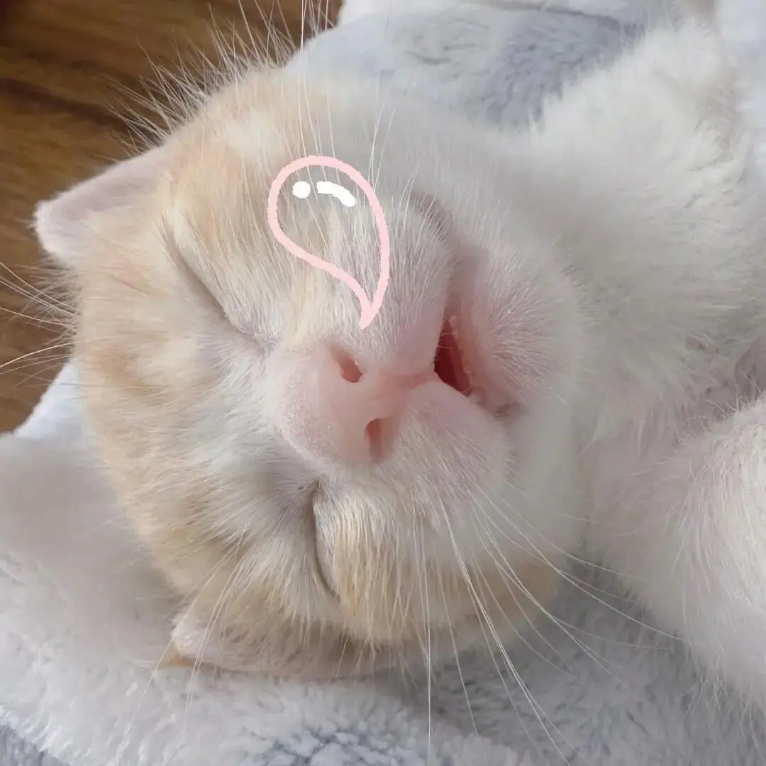 头像｜巨奶思的的猫咪头像