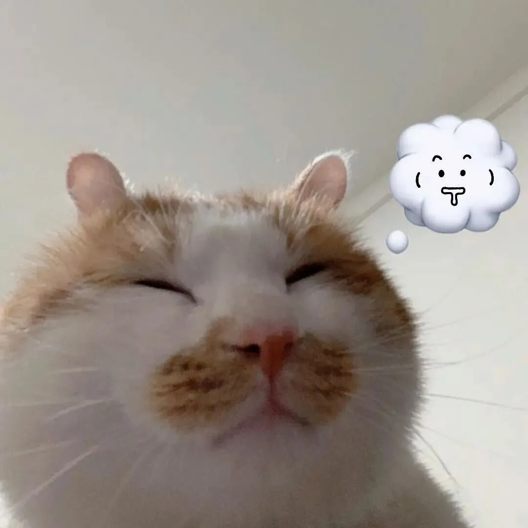 头像｜巨奶思的的猫咪头像