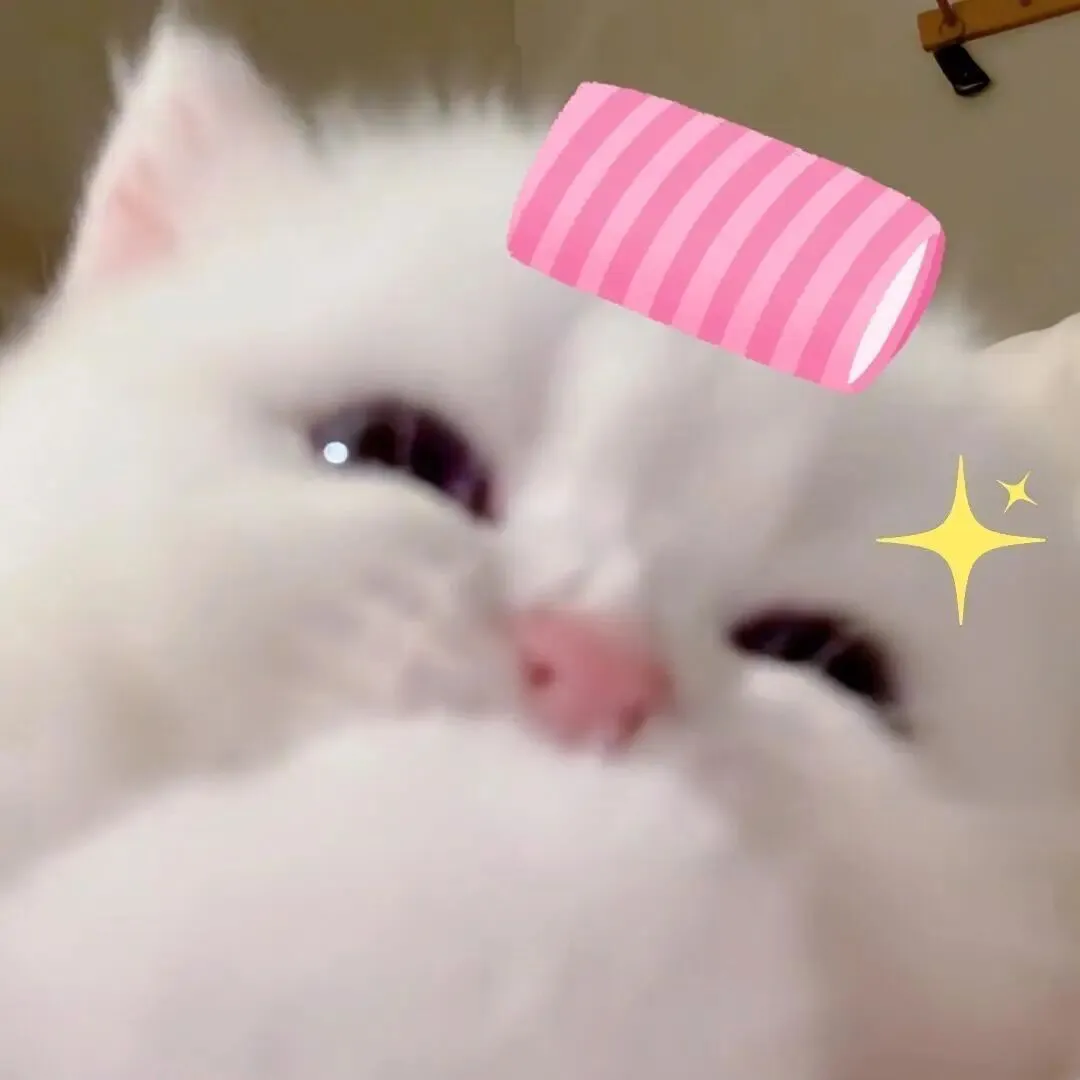 头像｜巨奶思的的猫咪头像