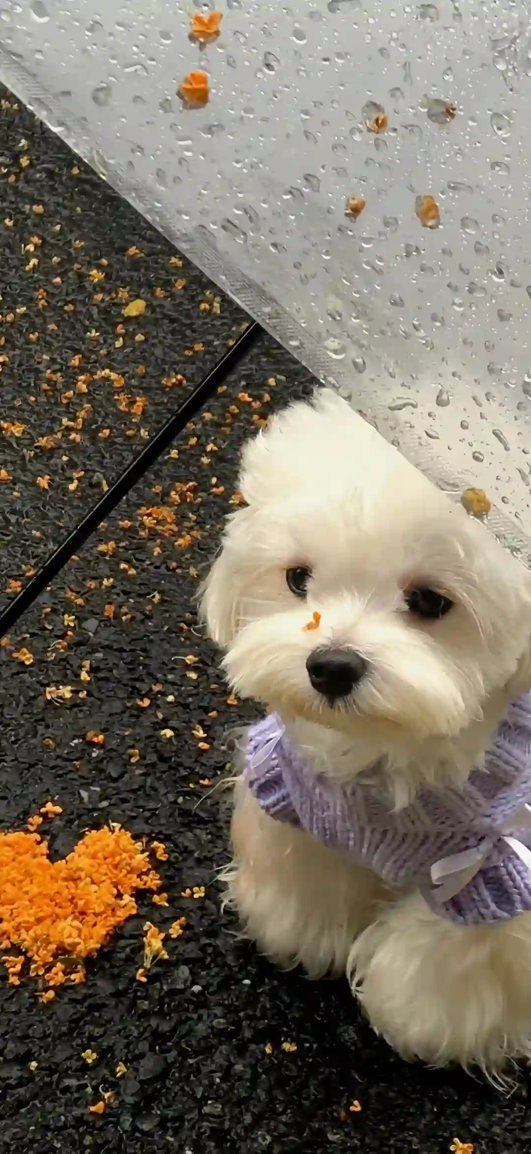 壁纸 ​​​​​​​​​​​​​| 4K全面屏超高清壁纸