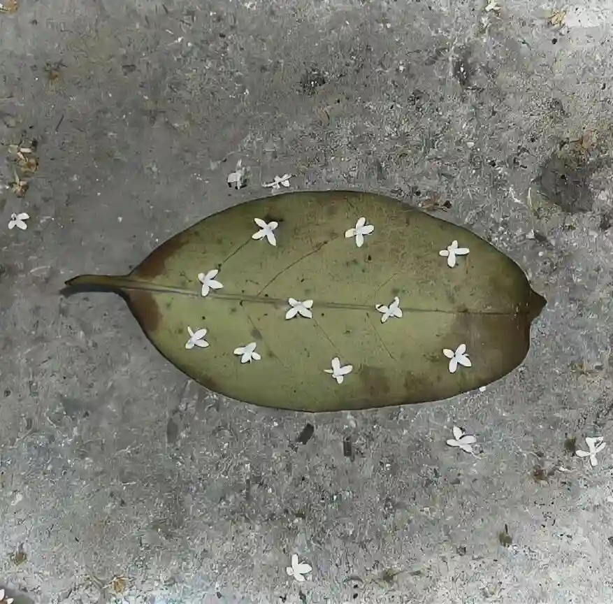 背景图 | 𝑾𝒆𝑪𝒉𝒂𝒕背景图