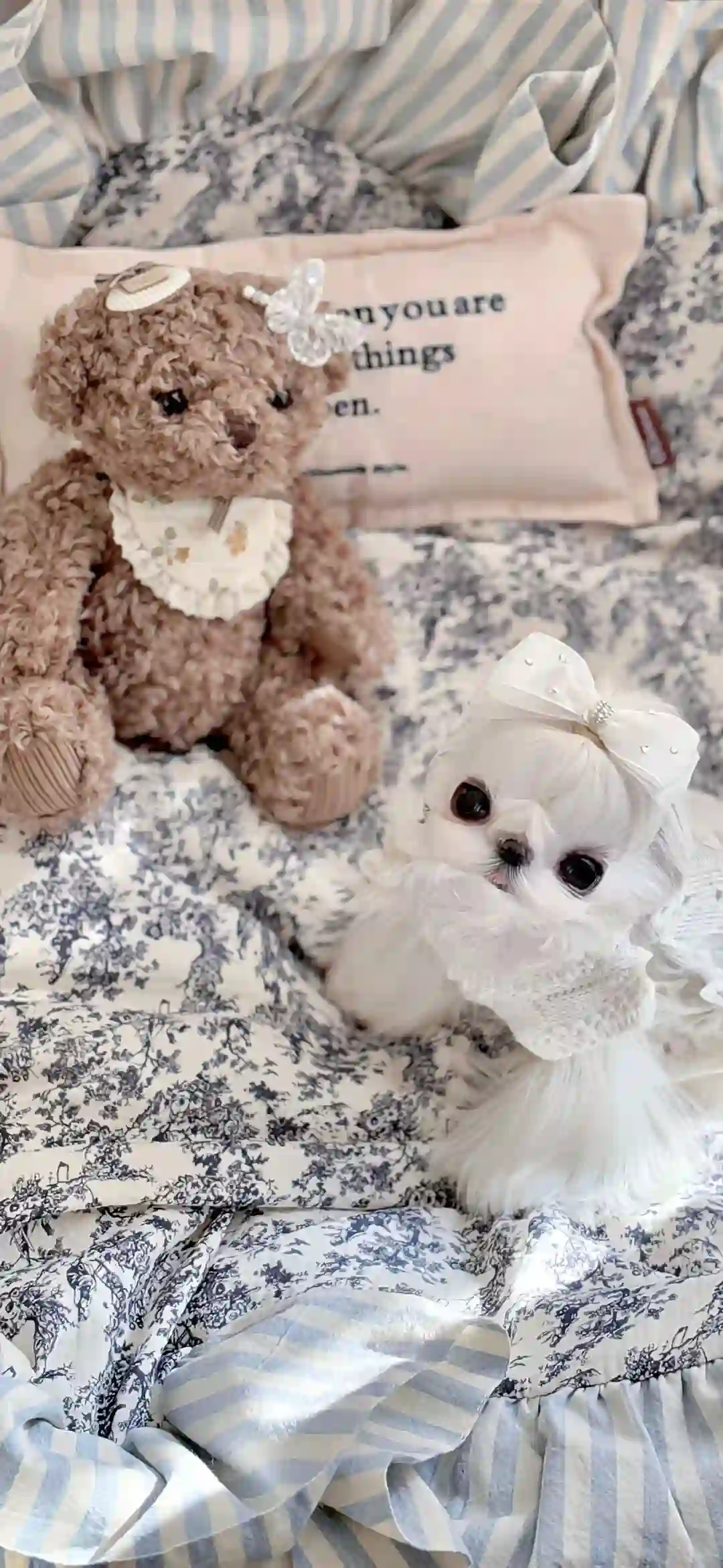 壁纸 ​​​​​​​​​​​​​| iOS26 全面屏壁纸