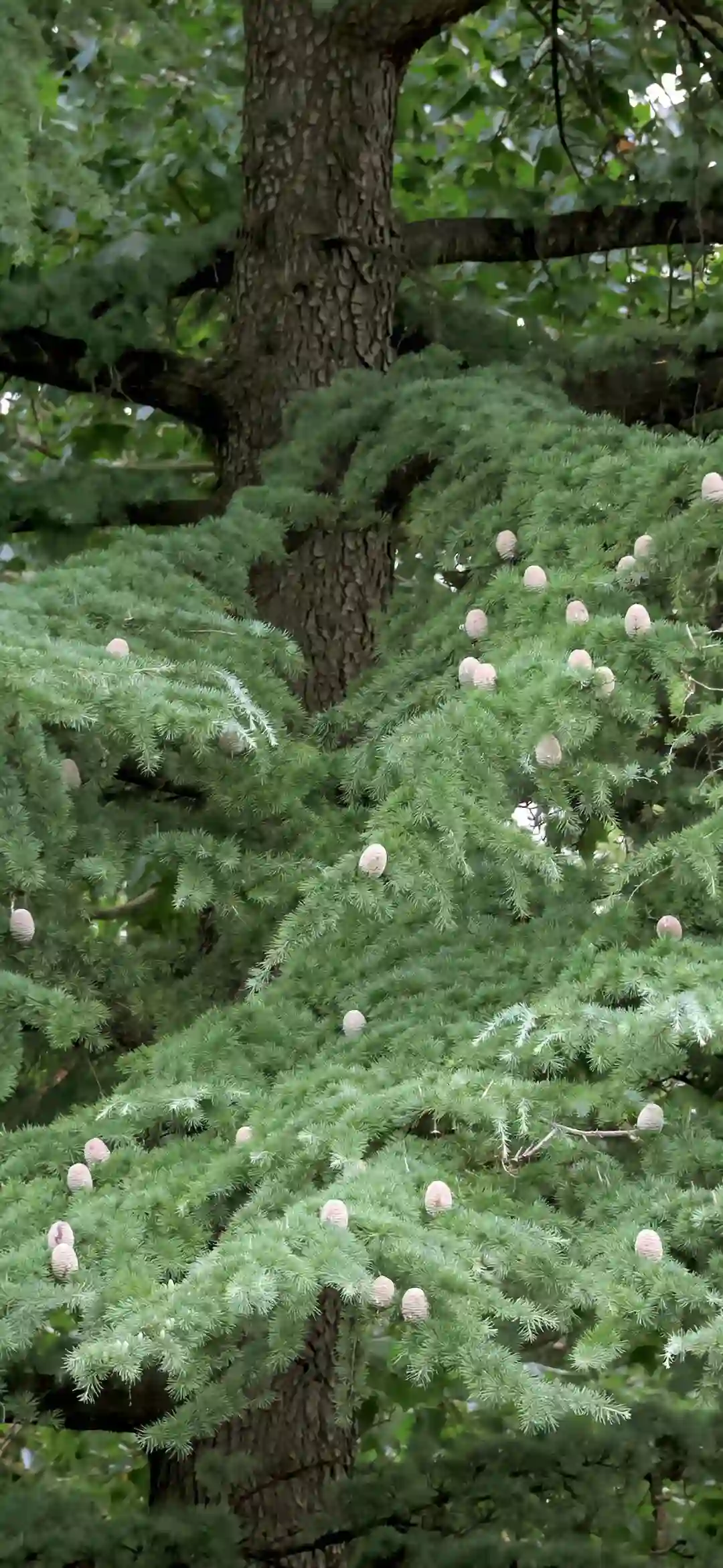 壁纸 ​​​​​​​​​​​​​| iOS26 全面屏壁纸