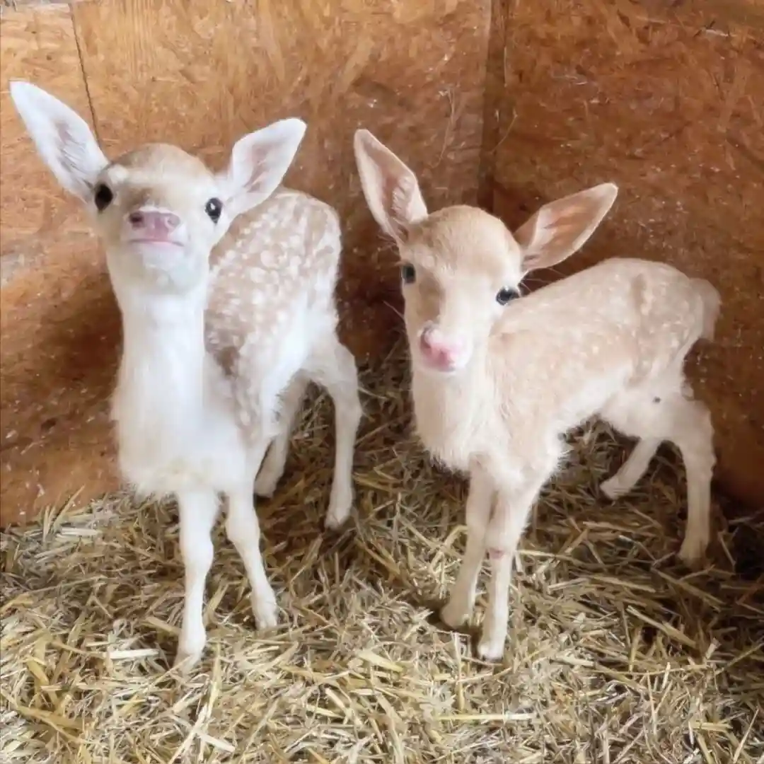 背景图 | 𝑾𝒆𝑪𝒉𝒂𝒕背景图