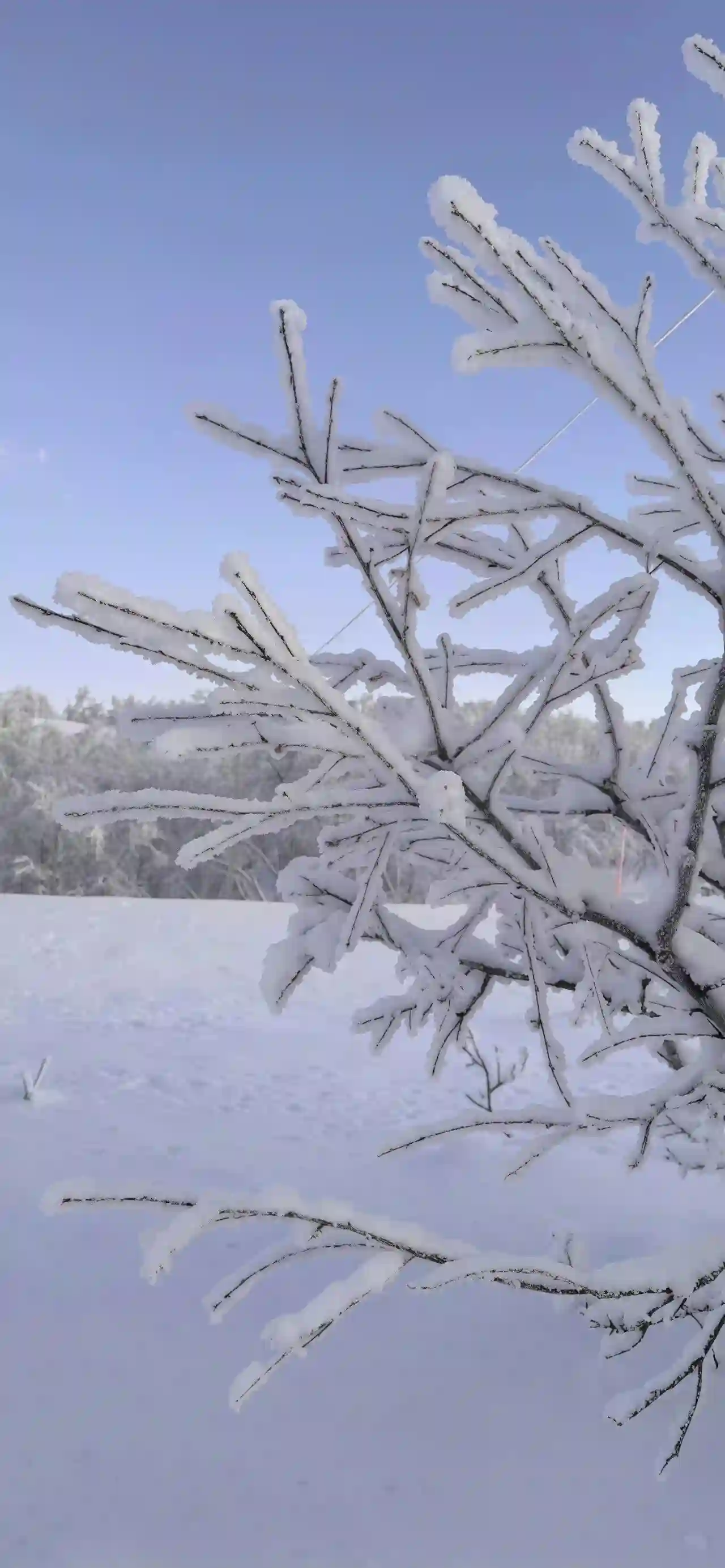 壁纸｜雪景壁纸