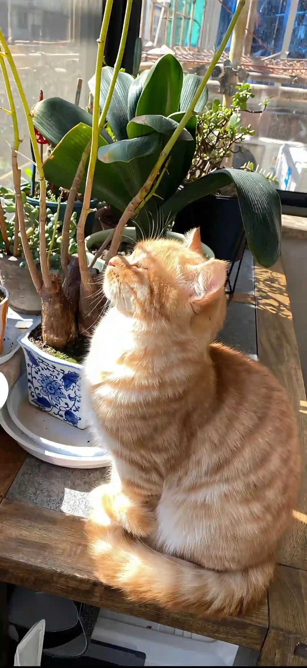 壁纸 ​​​​​​​​​​​​​| 4K全面屏超高清壁纸