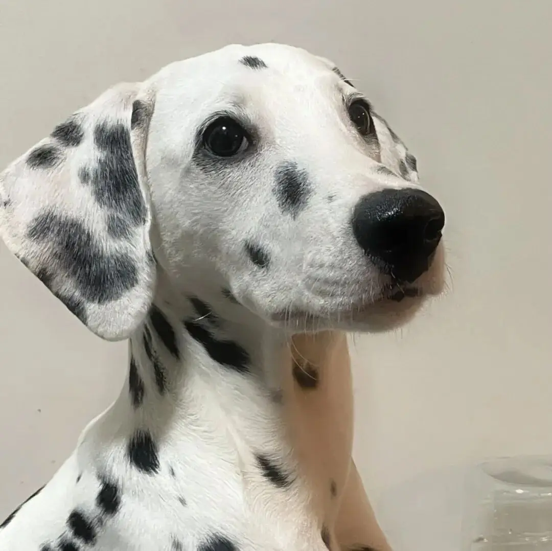 头像｜微信头像 超心动