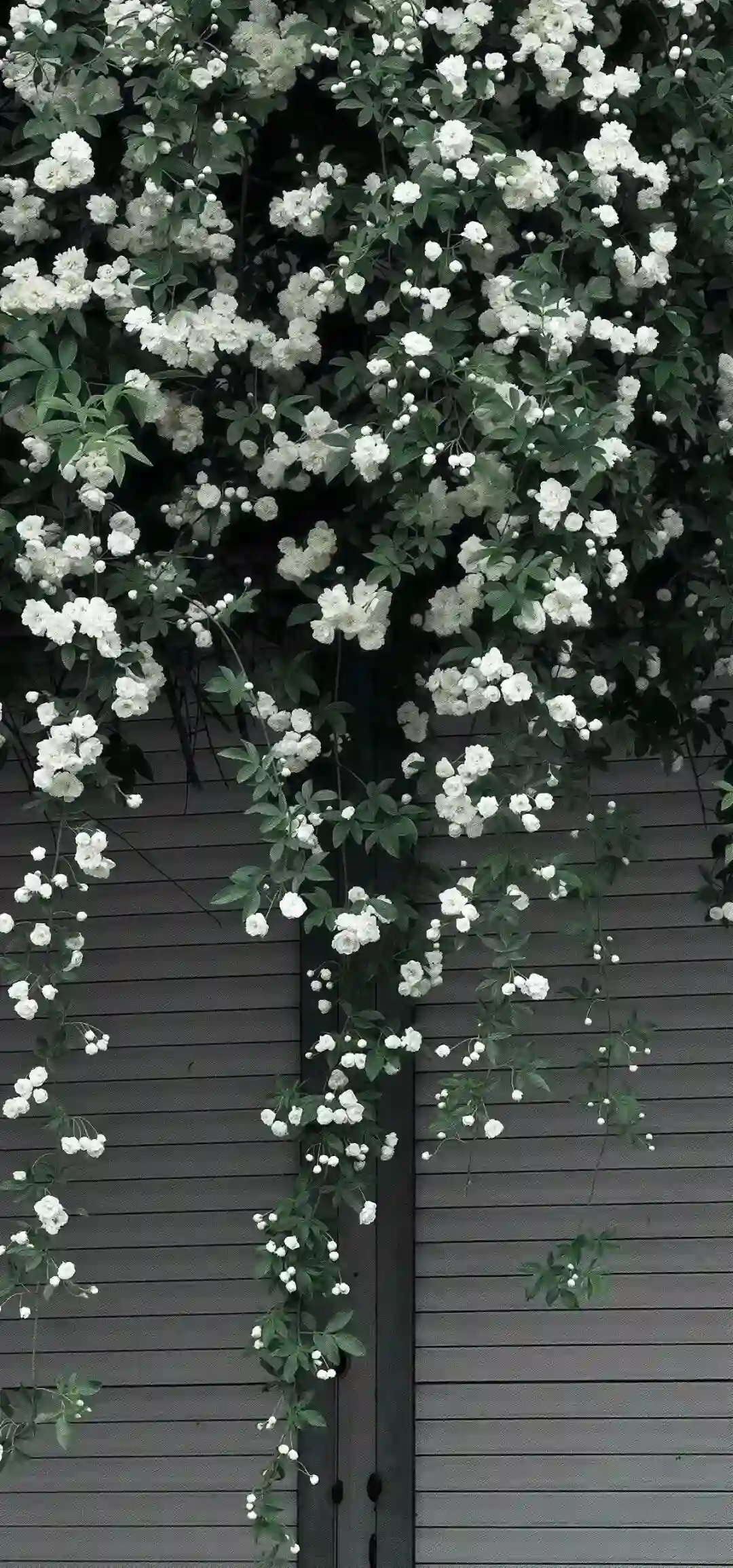 壁纸 ​​​​​​​​​​​​​| 30张 iOS壁纸