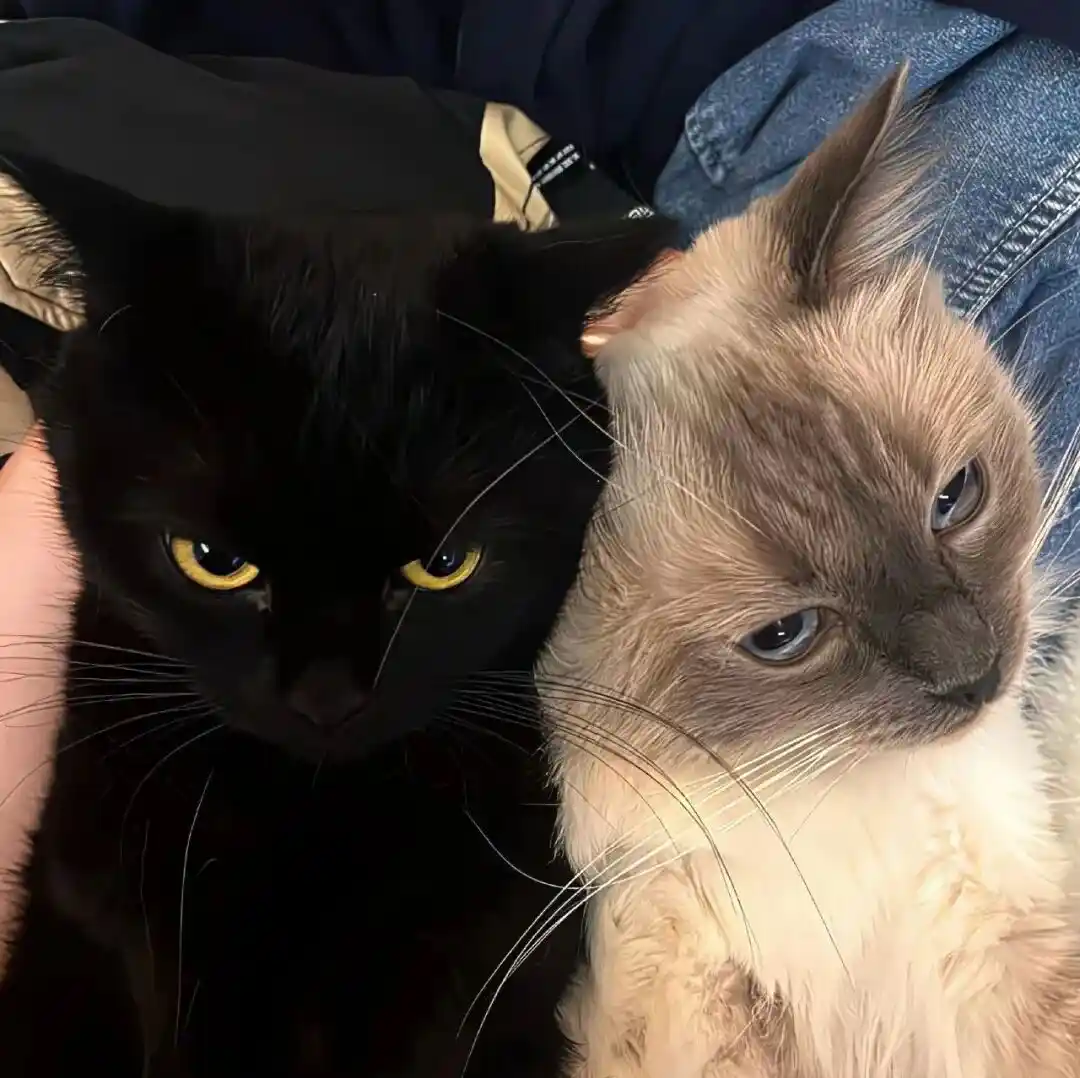 背景图 | 𝑾𝒆𝑪𝒉𝒂𝒕背景图