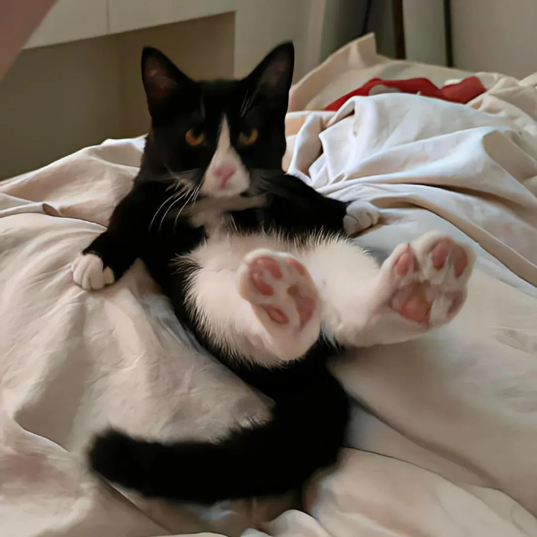 头像｜一天换八百次𝑾𝒆𝑪𝒉𝒂𝒕头像