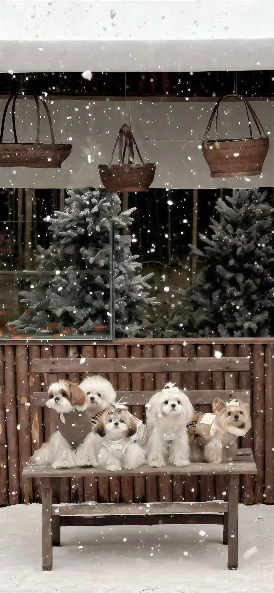 壁纸 ​​​​​​​​​​​​​| 4K全面屏超高清壁纸