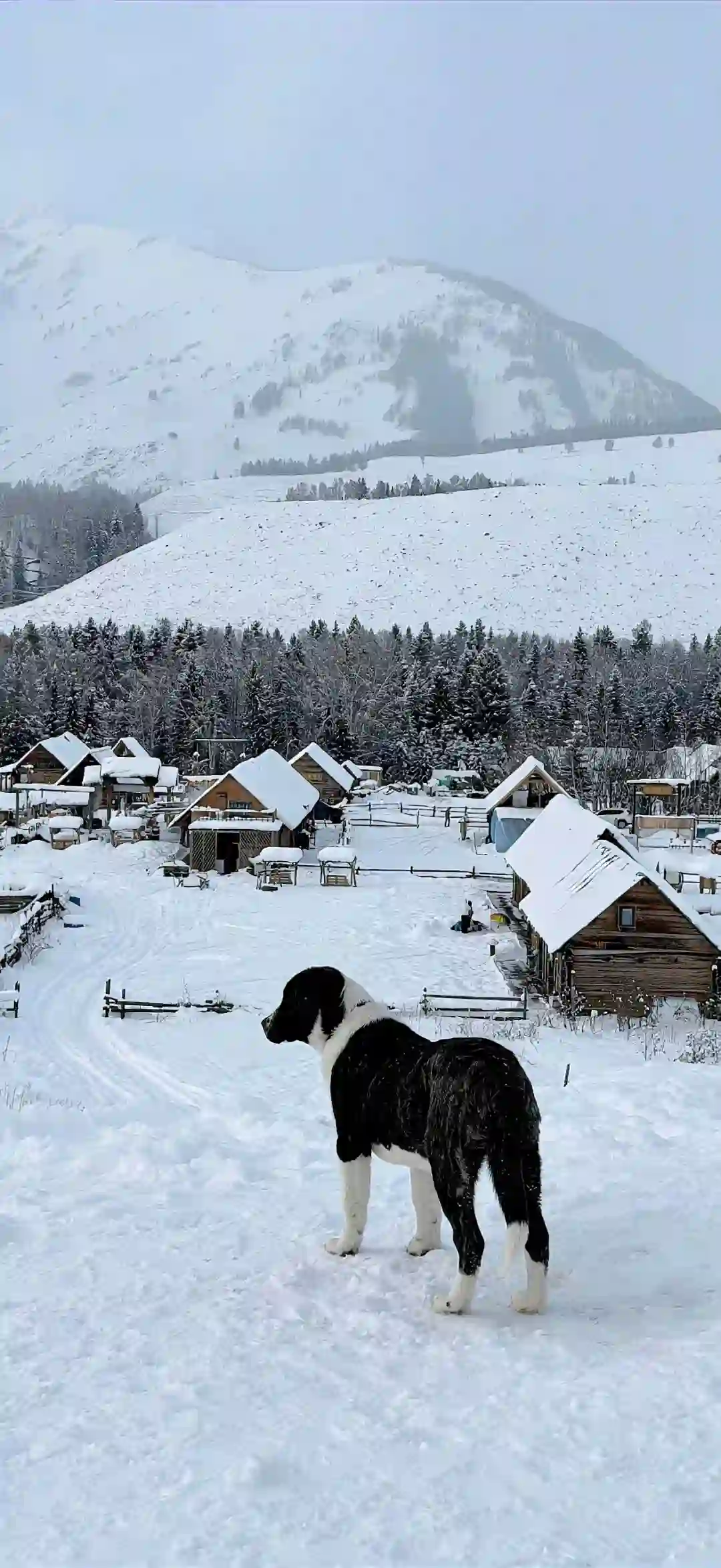 壁纸 ​​​​​​​​​​​​​| 4K全面屏超高清壁纸