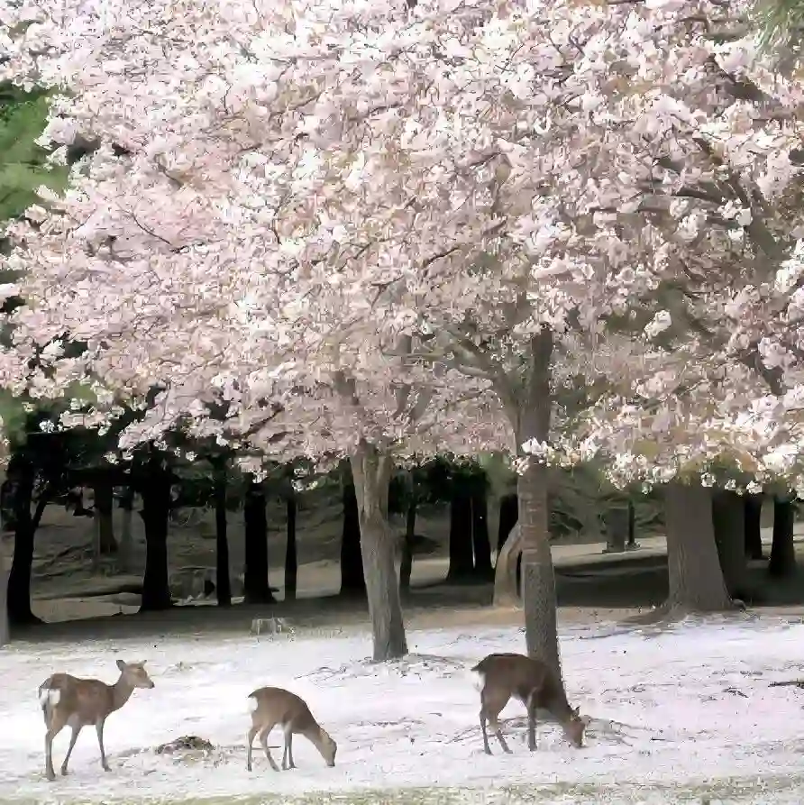 背景图 | 𝑾𝒆𝑪𝒉𝒂𝒕背景图