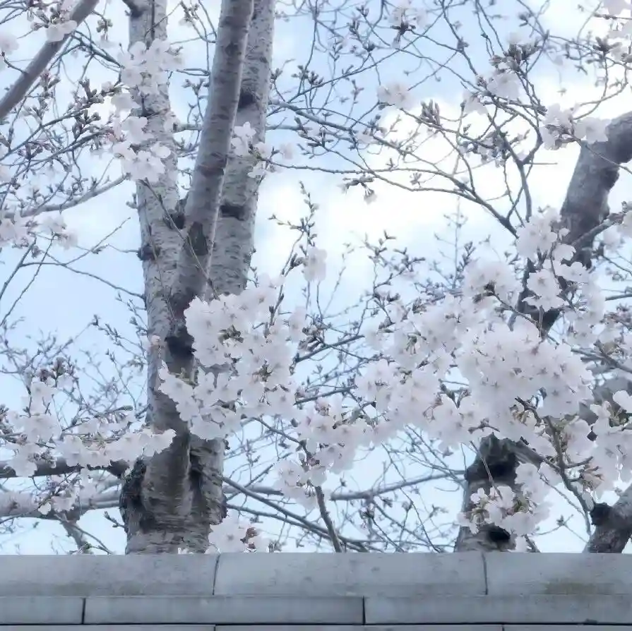 背景图 | 𝑾𝒆𝑪𝒉𝒂𝒕背景图