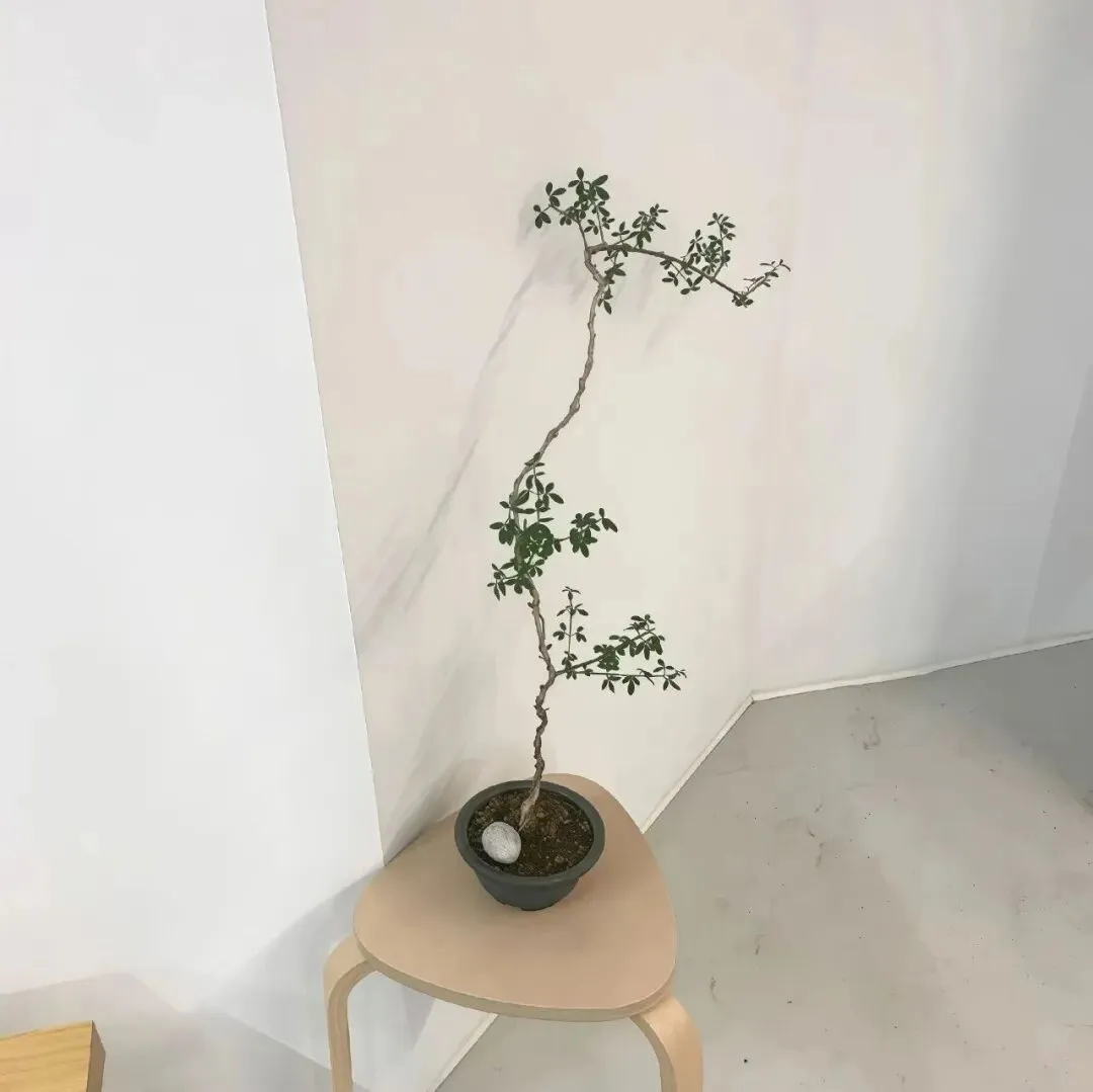 背景图 | 𝑾𝒆𝑪𝒉𝒂𝒕背景图