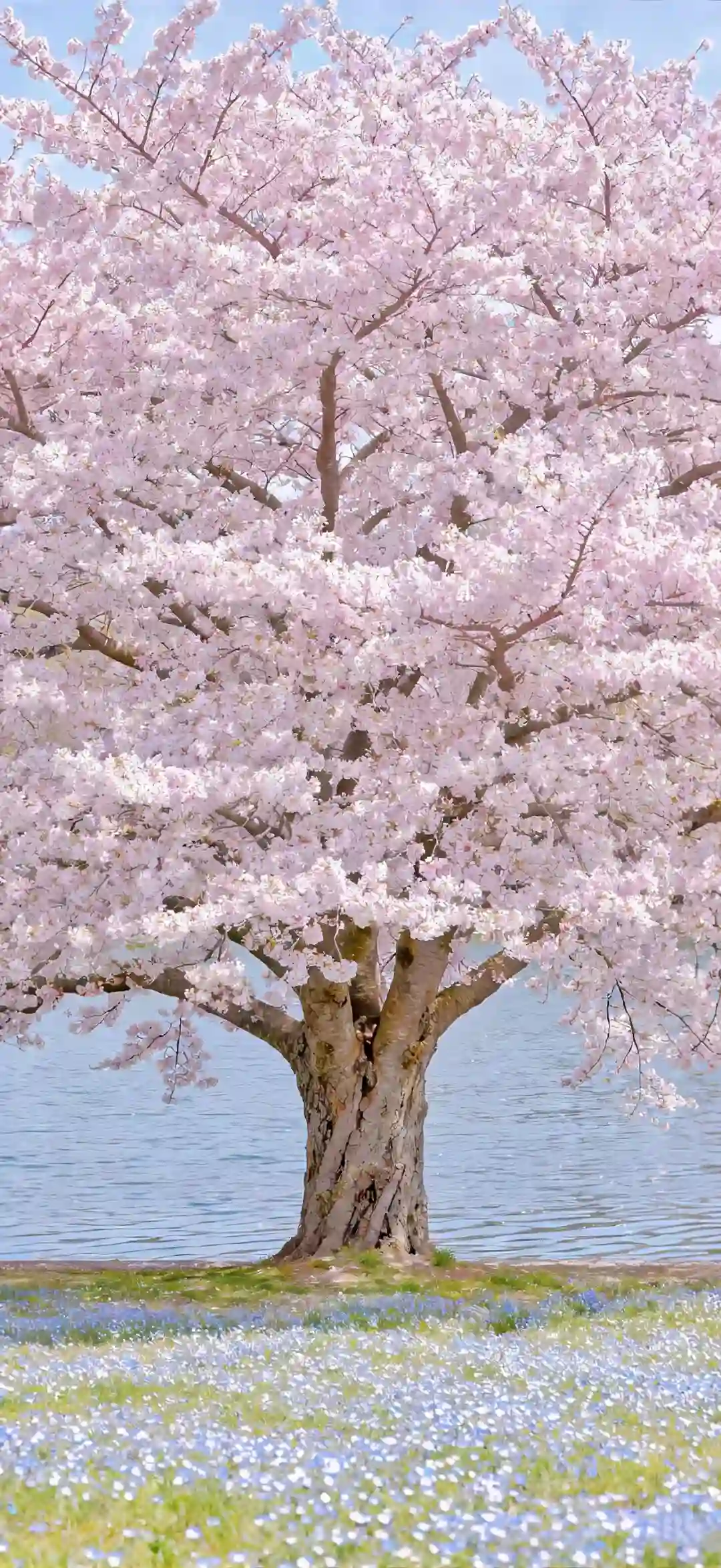 壁纸 ​​​​​​​​​​​​​| 4K全面屏超高清壁纸