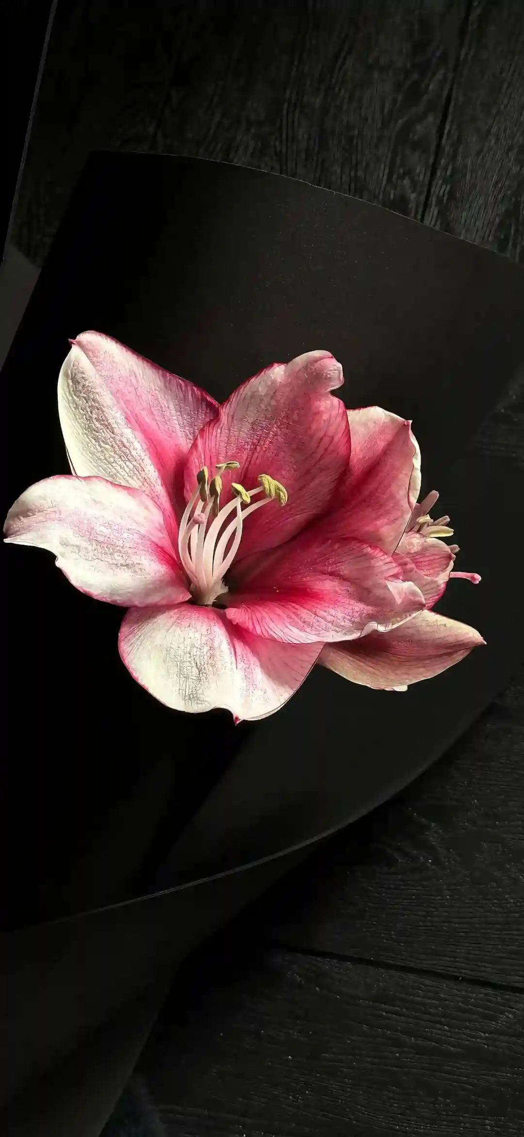 壁纸 ​​​​​​​​​​​​​| 4K全面屏超高清壁纸