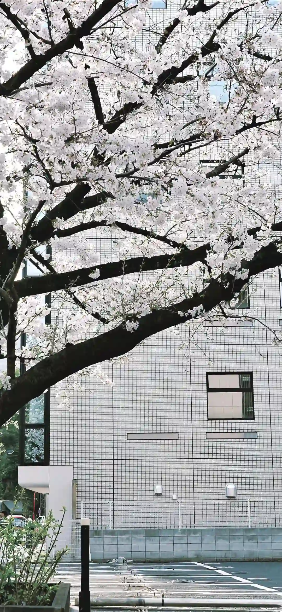 壁纸 ​​​​​​​​​​​​​| 4K全面屏超高清壁纸