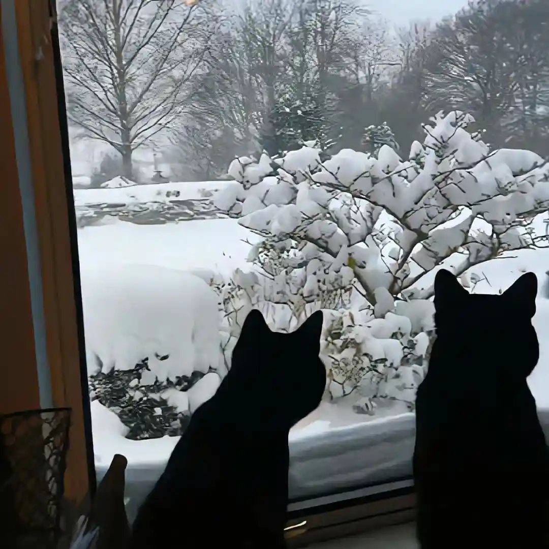 背景图 | 𝑾𝒆𝑪𝒉𝒂𝒕背景图