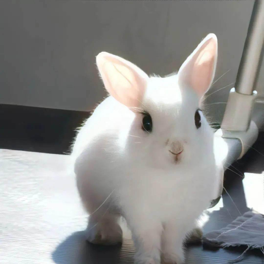 背景图 | 𝑾𝒆𝑪𝒉𝒂𝒕背景图