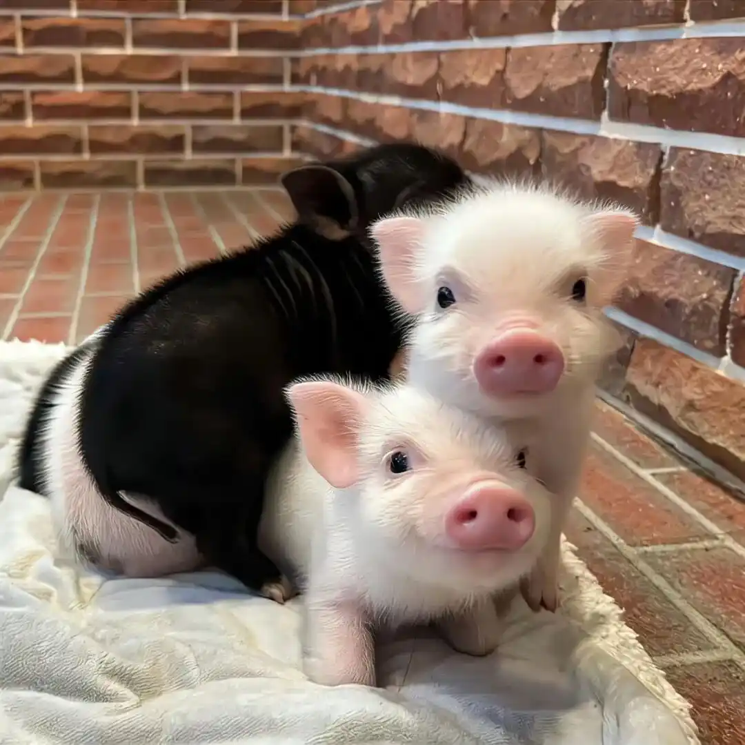 背景图 | 𝑾𝒆𝑪𝒉𝒂𝒕背景图