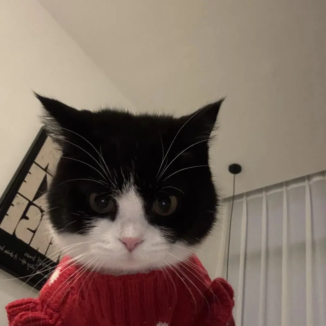 头像｜小众风格头像