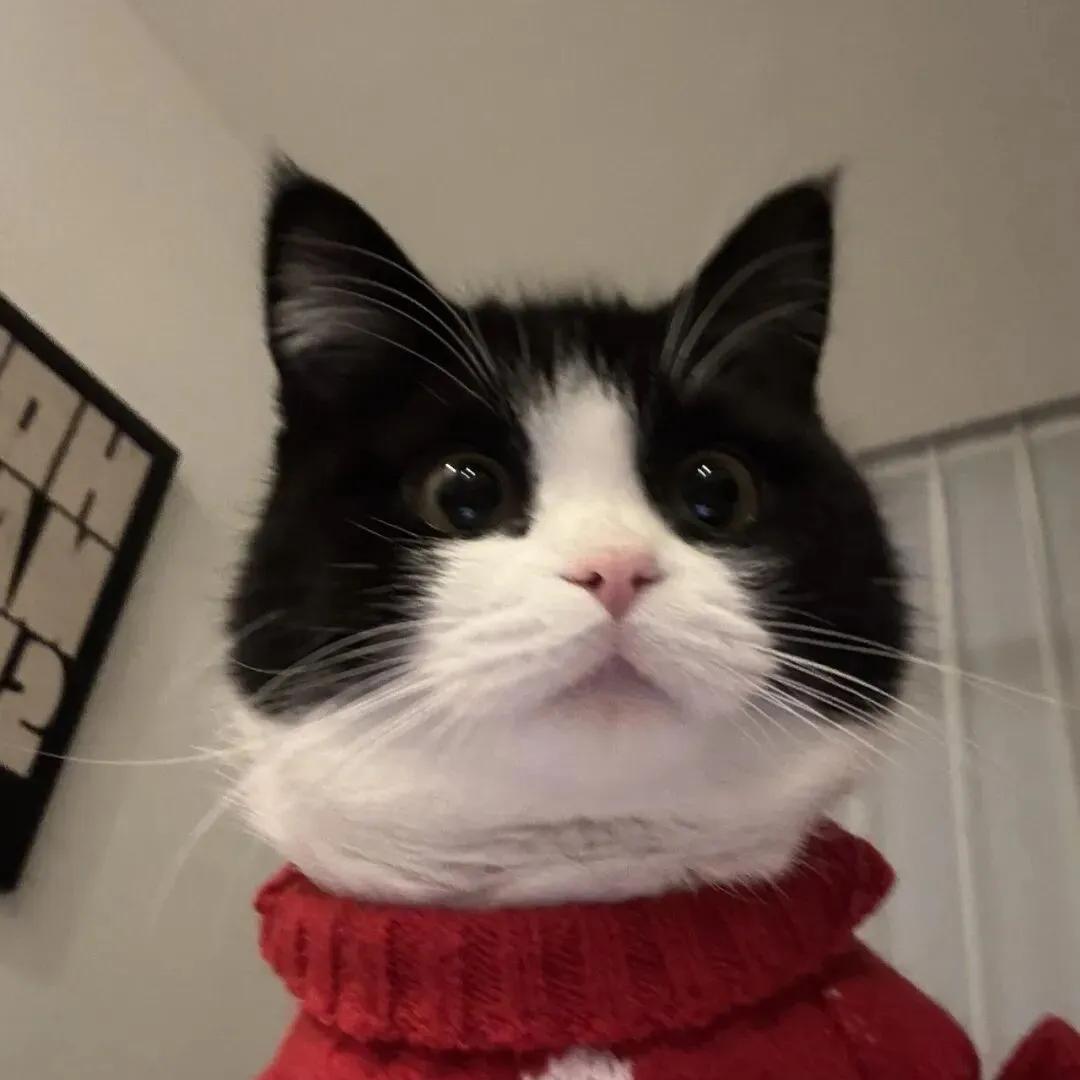 头像｜小众风格头像