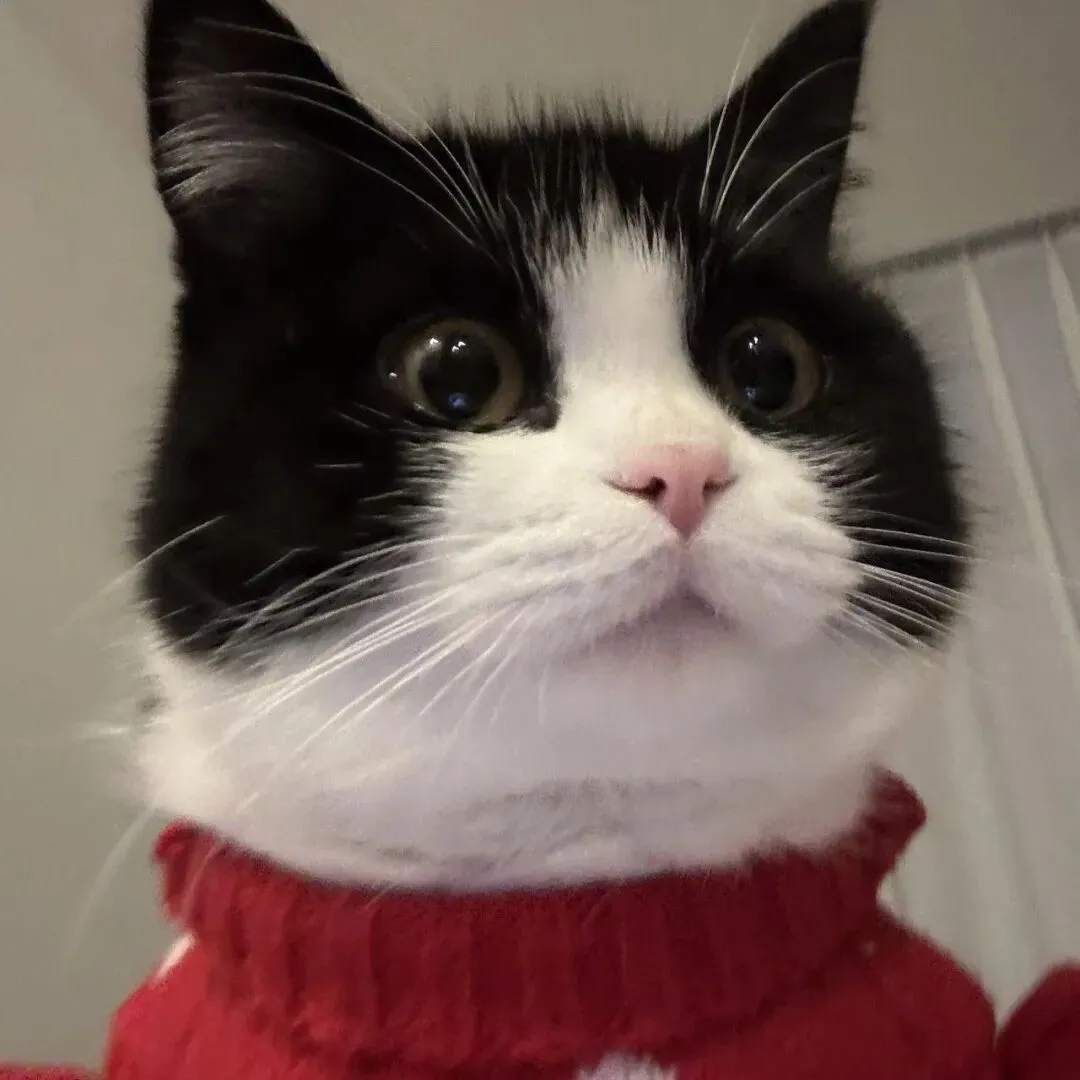 头像｜小众风格头像